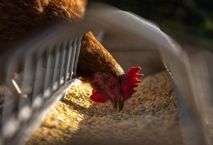 Минсельхоз договорился с производителями о сдерживании цен на мясо птицы