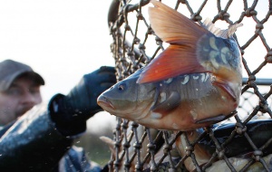 В Госдуме обсудят вопросы развития рыбоводства и возможности государственной поддержки