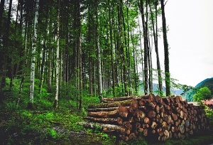 Кабмин продлит действие лесных деклараций до 2 лет